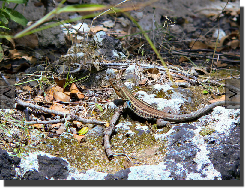 Podarcis peloponnesiacus